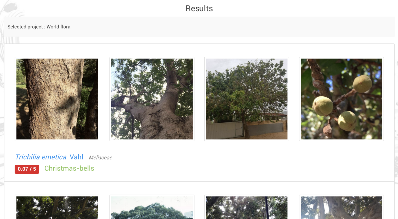 Trees from above…